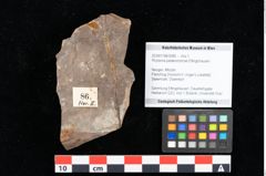 Foto (Objekt + Etikett) von Rhytisma palaeomyricae Ettingshausen (NHMW-GEO-2024-0188-0086)